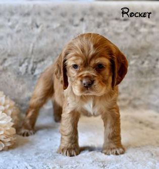 Rocket