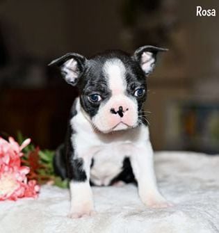 Rosa