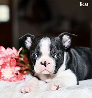 Rosa