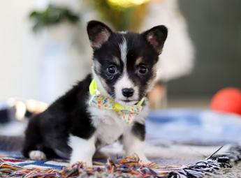 Rosco