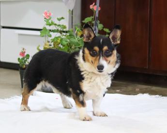 Rosco