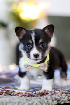 Rosco