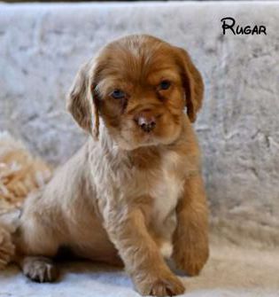 Rugar