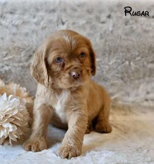 Rugar