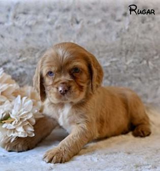 Rugar