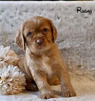 Rugar