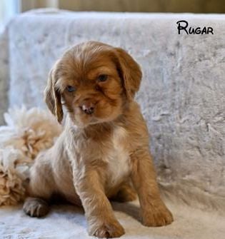 Rugar