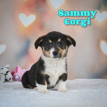 Sammy