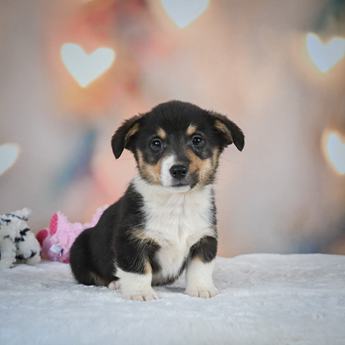 Sammy