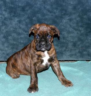 Sarge