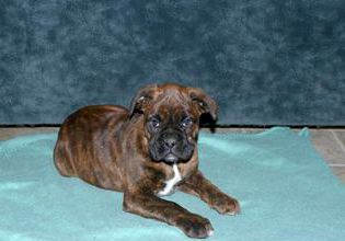 Sarge
