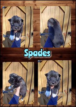Spades