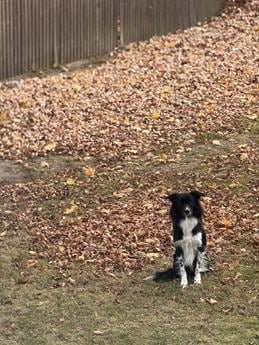Sparky