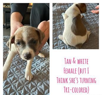 Tan And White Female