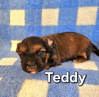 Teddy