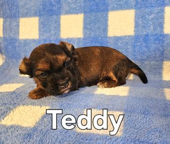 Teddy