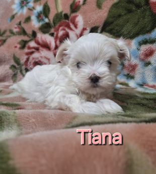 Tiana