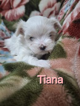 Tiana