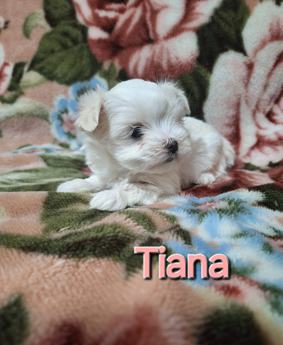 Tiana