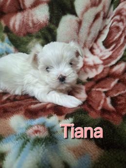Tiana