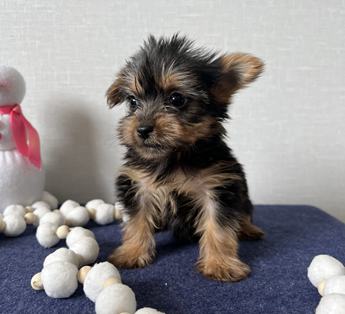 Tina