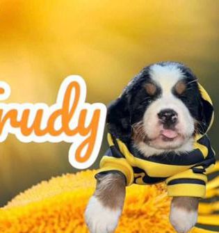 Trudy