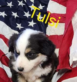 Tulsi