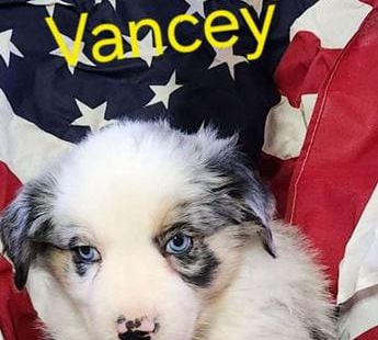 Vancey