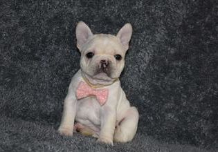 hazel