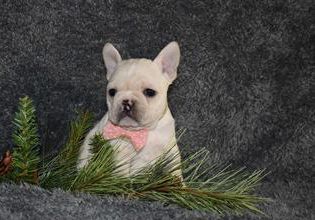 hazel