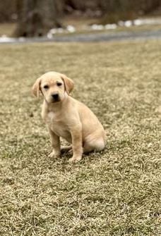 Aspen
