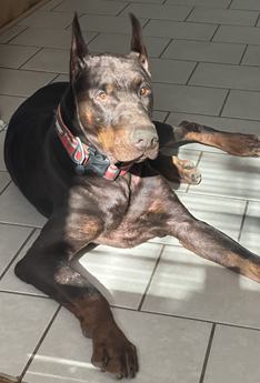 Blu