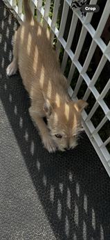 Bonnie & Clyde(s) - Puppy Area