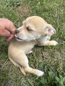 Bonnie & Clyde(s) - Puppy Area