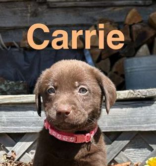 Carrie
