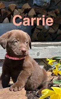 Carrie