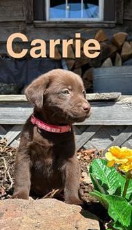 Carrie