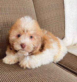 Charlie