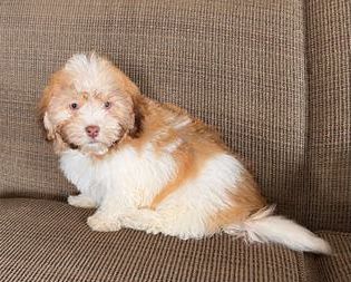 Charlie