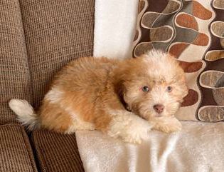 Charlie