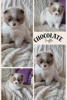 Chocolate Truffle