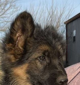Draco