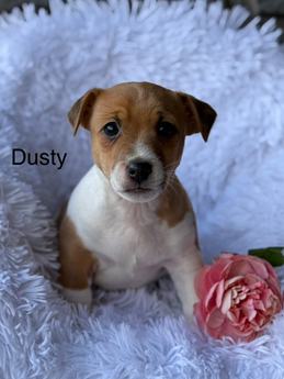 Dusty