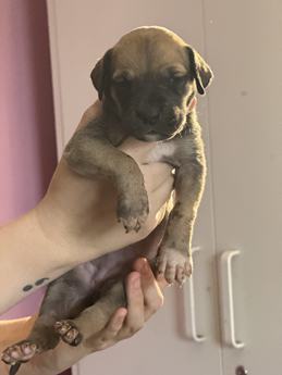 Fawn Female