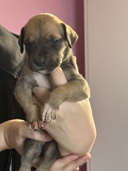 Fawn Female