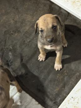 Fawn Female