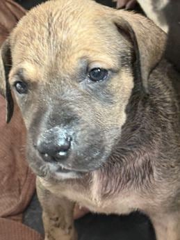 Fawn Female