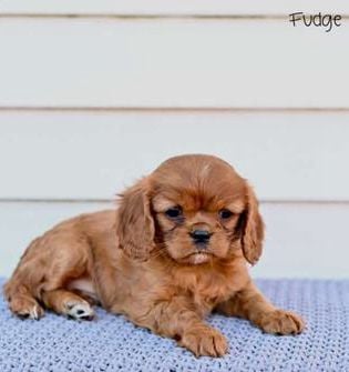 Fudge