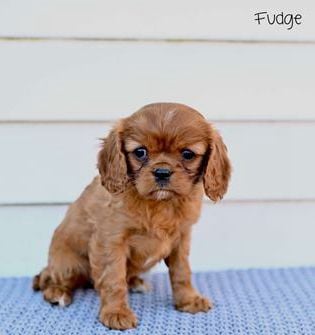 Fudge