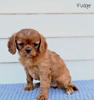 Fudge